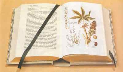 encyclopedie plantes